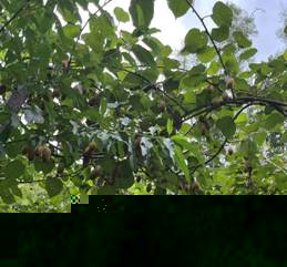 75f41d937dd713b17a4f42a5ae4f4e8